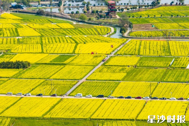 图为江背镇五福村油菜花海。
