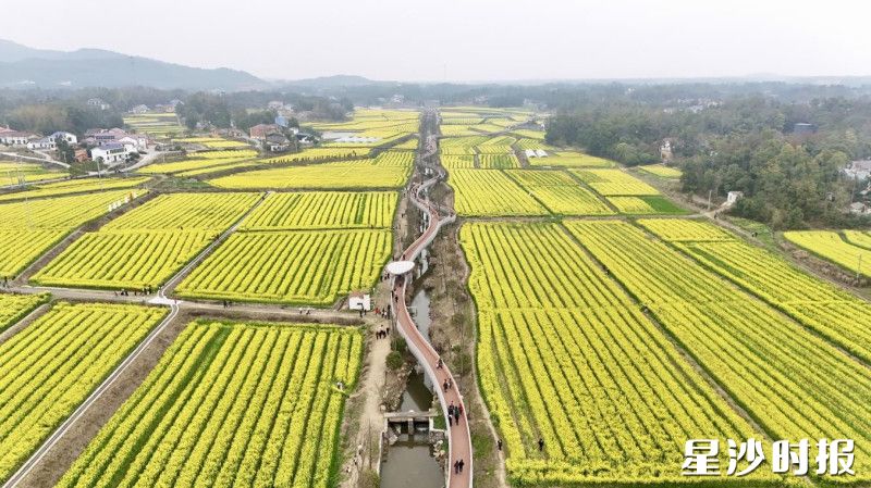 福临镇第三届油菜花季的启幕,为市民游客带来了春日赏景的好去处。福临镇供图 福临镇第三届油菜花季的启幕,为市民游客带来了春日赏景的好去处。福临镇供图