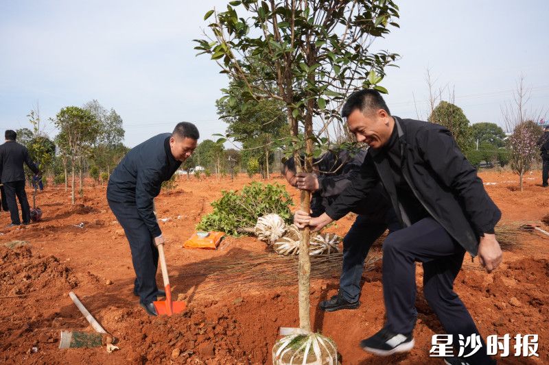 现场，大家共同合作，种下树木。