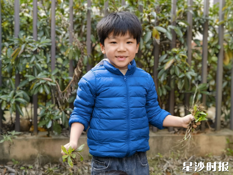 星沙街道东樾城幼儿园的孩子们化身“护绿小卫士”，拔除杂草。