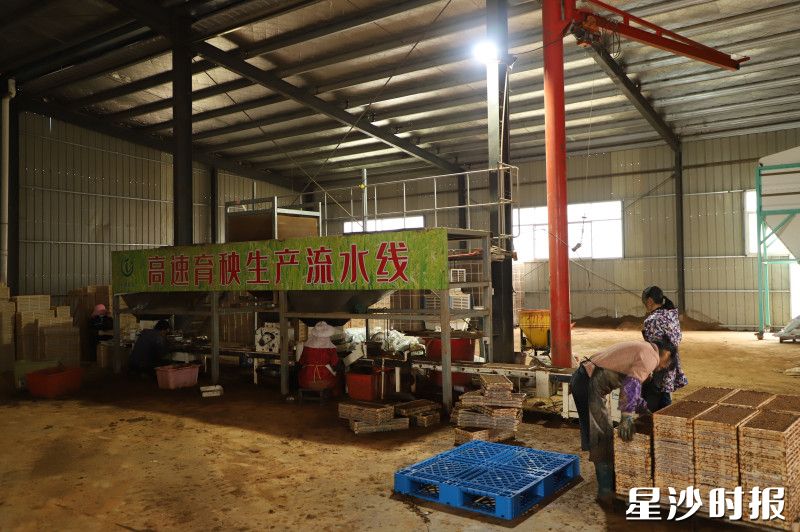天健农业高速育秧生产流水线。