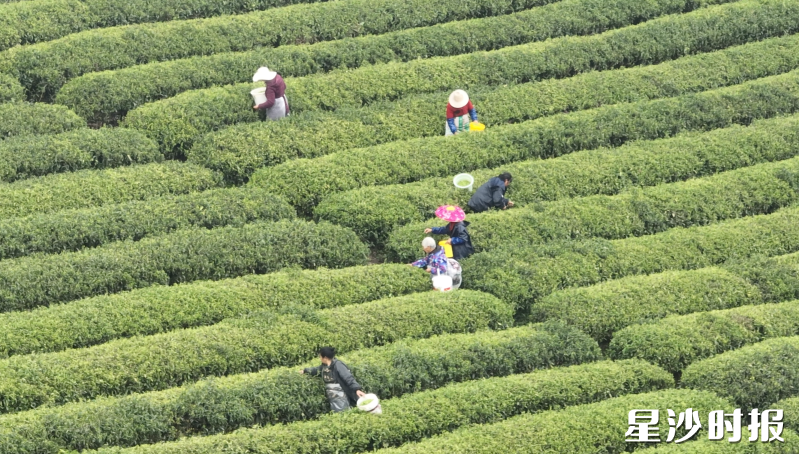高桥镇茶园内，春茶采摘忙碌。高桥镇供图