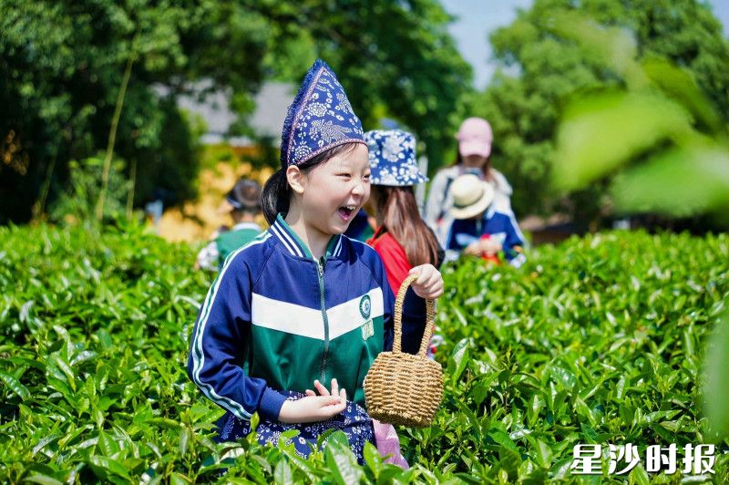高桥镇推动茶旅融合，发展研学游。