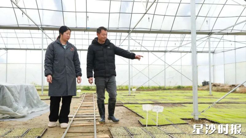 长沙棠宇农业育秧大棚。均为福临镇供图