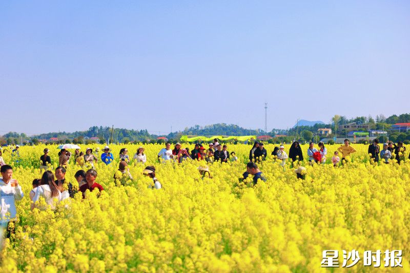 今年油菜花田音乐会游客突破25万人次，全镇餐饮、民宿生意火爆。