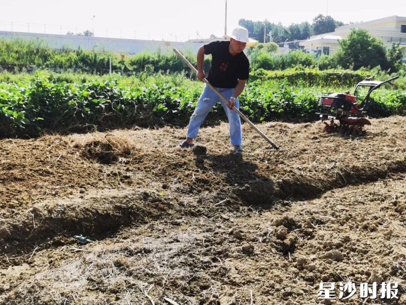 农场负责人对土壤进行改良。