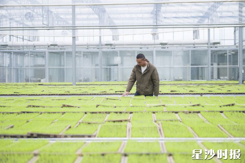 育秧大棚内，曹樑正在查看秧苗生长情况。刘思源 摄
