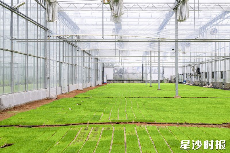 粮易智联为农户提供“菜单式”“全程托管”等专业化服务。刘思源 摄