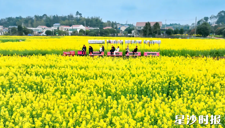 江背镇油菜花盛开，吸引游客打卡。县文旅局供图