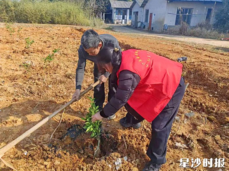 干部群众共同栽种果苗。均为通讯员供图