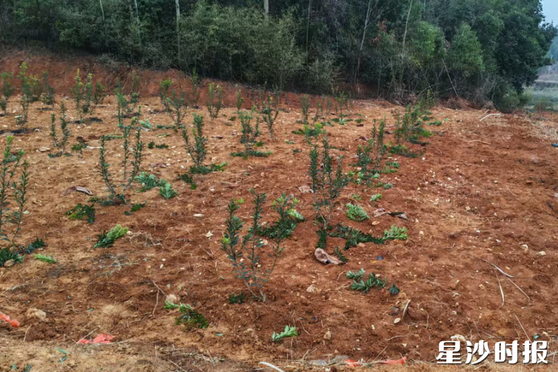 目前基地首批果苗已落地，将推广绿色种植技术，打造可视化、可体验的生态农业场景。