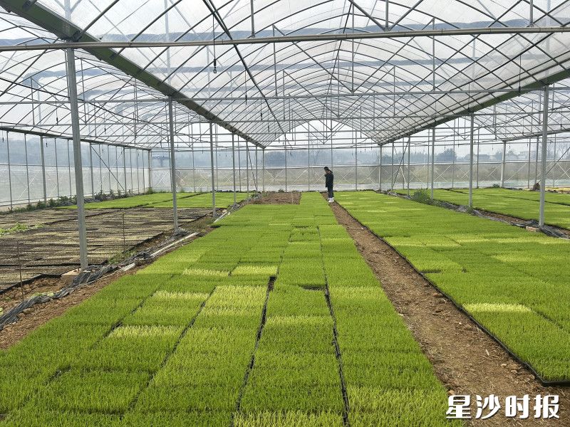 育秧大棚绿意盎然。均为江背镇供图