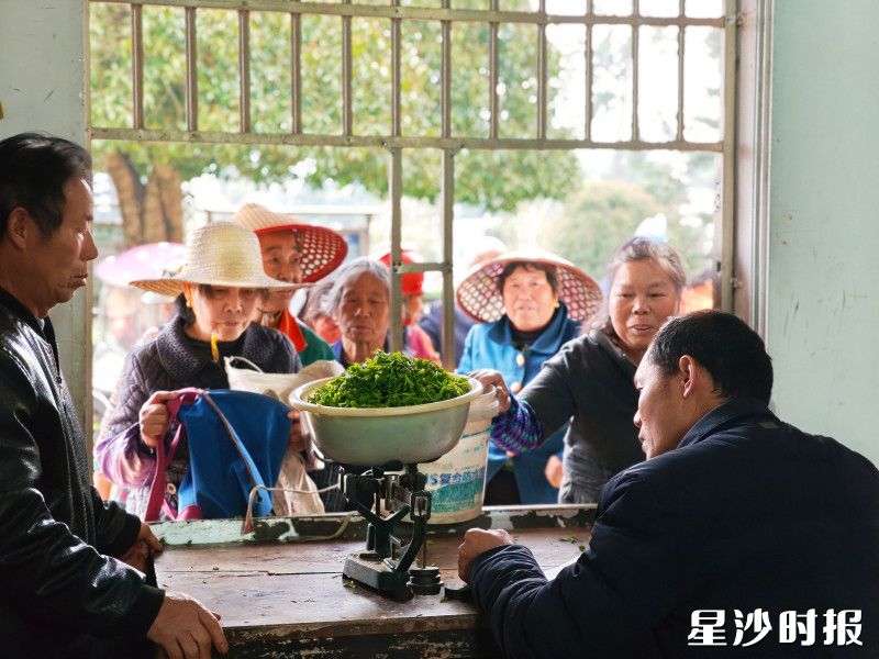 茶农们在家门口采茶，茶企统一收购，实现增收。