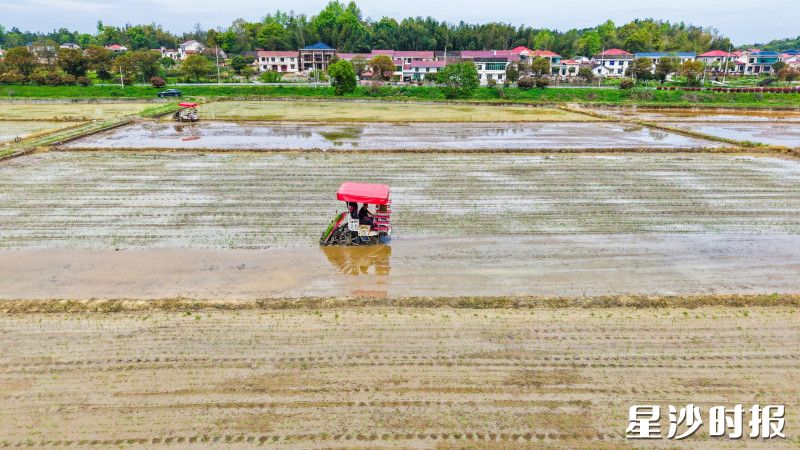 走进长沙县福临镇同心村,750亩高标准农田连片舒展。均为福临镇供图