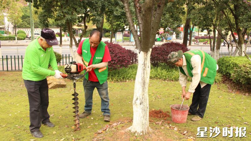 园林工人对乔木类绿植进行钻孔施肥。均为莫婷 摄