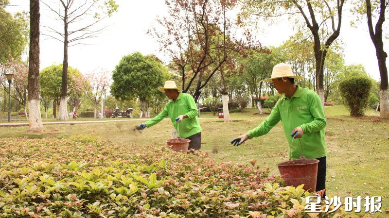 园林工人对灌木类绿植进行撒肥。