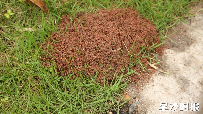 绿化带上的红火蚁巢穴。均为莫婷 摄
