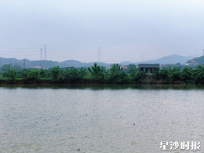 智康现代农业产业园暂未栽插水稻，成群结队的稻花鱼在水中欢快游弋。均为金井镇供图