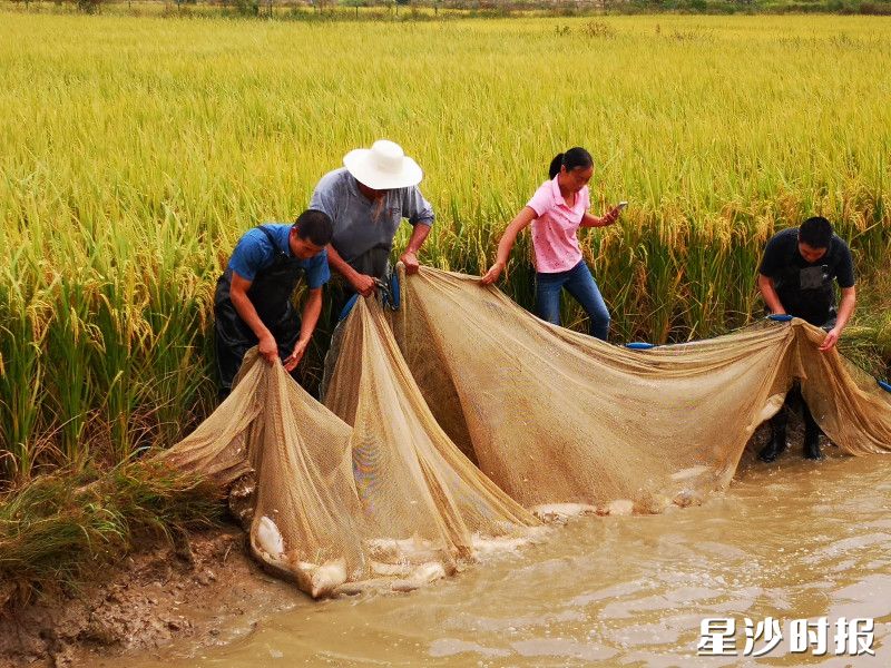 智康现代农业产业园推行鱼稻轮作模式，实现一水两用、一田双收、粮鱼双赢。