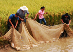 聚力“三个年” 实干启新程丨一丘田赚两份钱 每亩综合产值超5000元