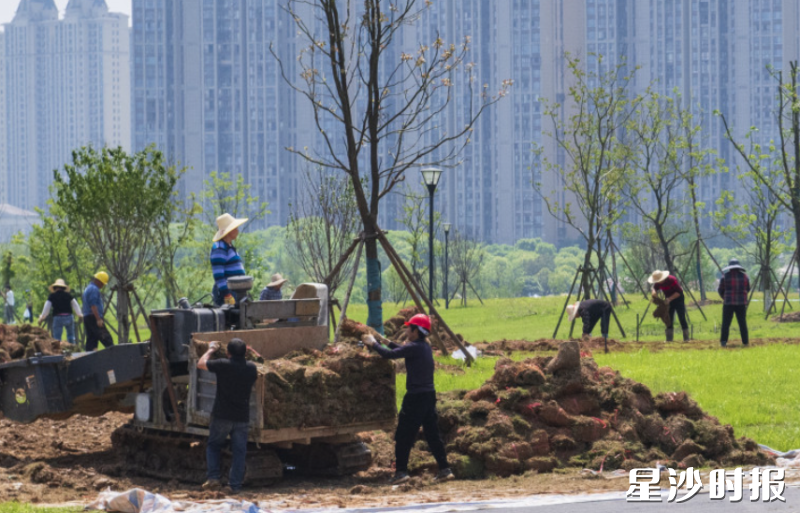 施工人员开展草坪绿化作业。