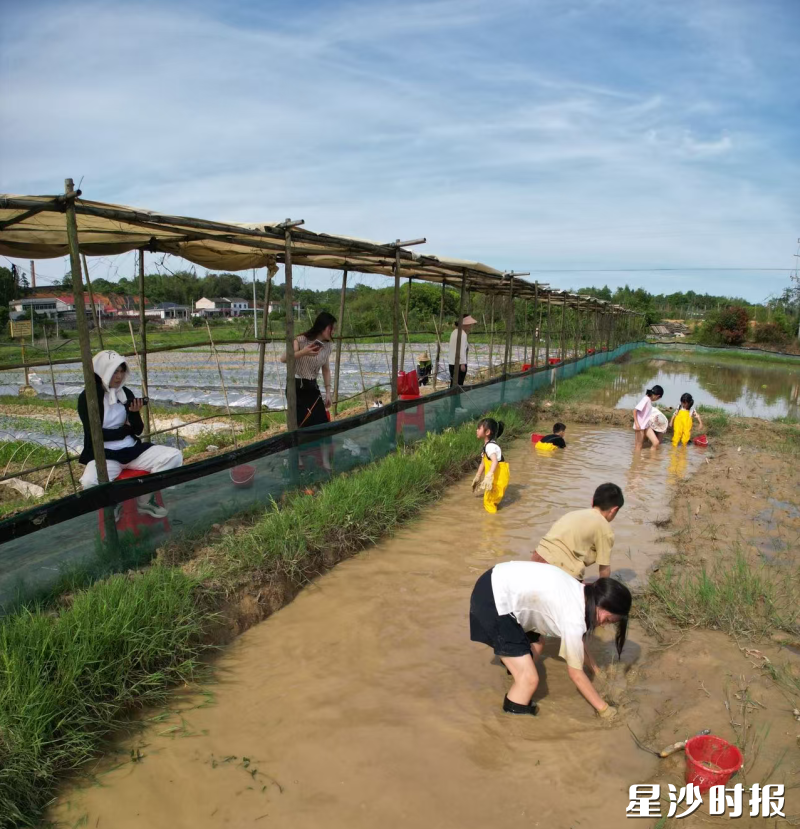 春润生态农场里,小朋友正在体验摸鱼捉虾。