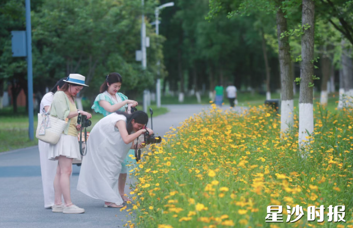 园内盛开的金鸡菊吸引不少摄影爱好者拍照打卡。