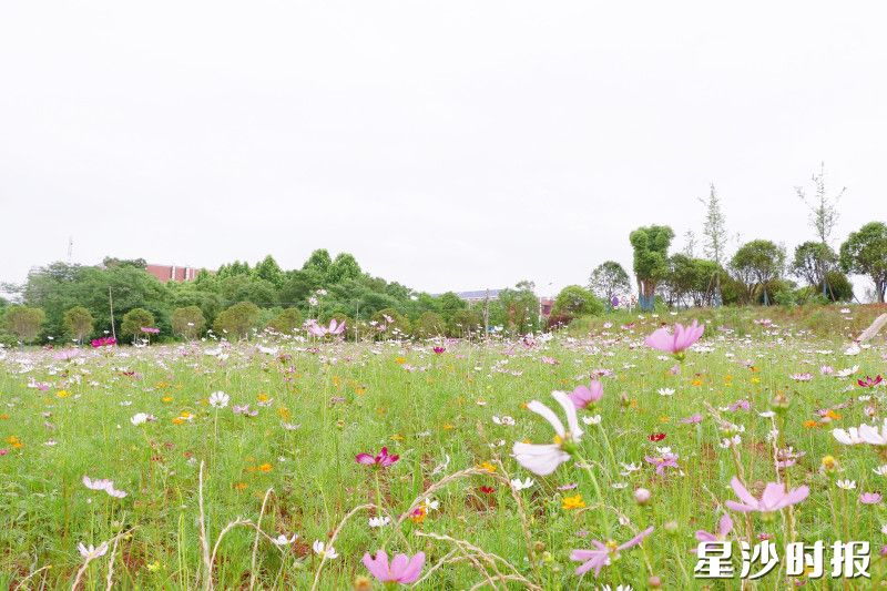 长龙街道盘活闲置地块，巧用“微改造”绘出生态迎宾画卷。 均为林畅 摄