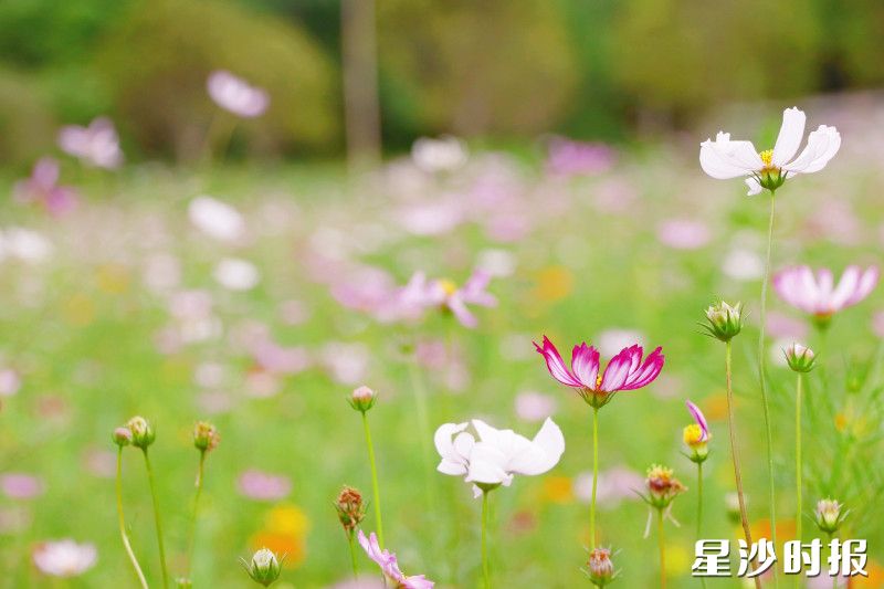 波斯菊、木春菊、万寿菊、百日草竞相绽放。
