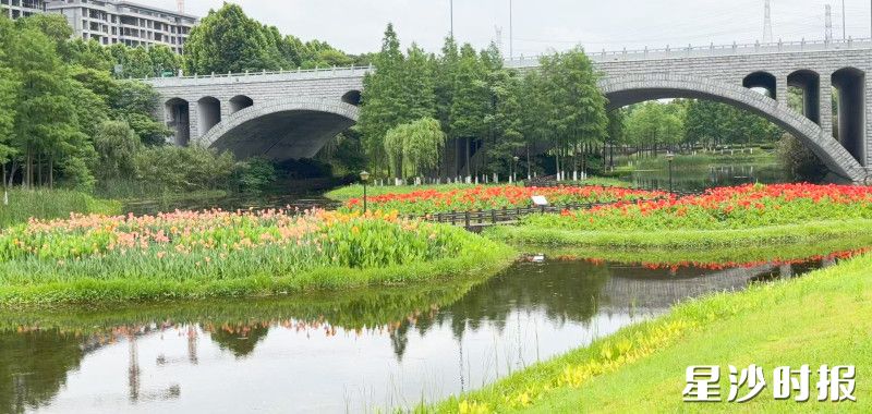 美人蕉。松雅湖生态新城发展中心供图