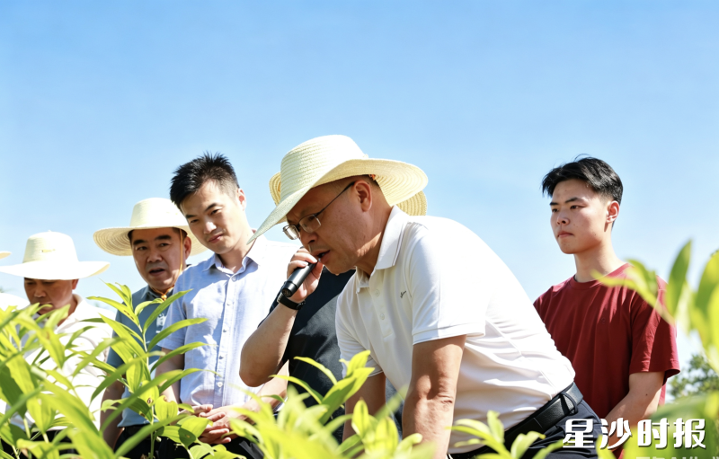 视察组在长沙玉睿家庭农场实地调研林下中药材种植。均为宋彬彬 摄