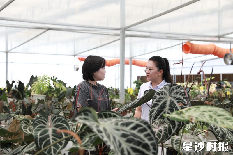 在花烛热植馆,滕晖(右)与负责人交流入驻情况。均为宋彬彬 摄 在花烛热植馆,滕晖(右)与负责人交流入驻情况。均为宋彬彬 摄