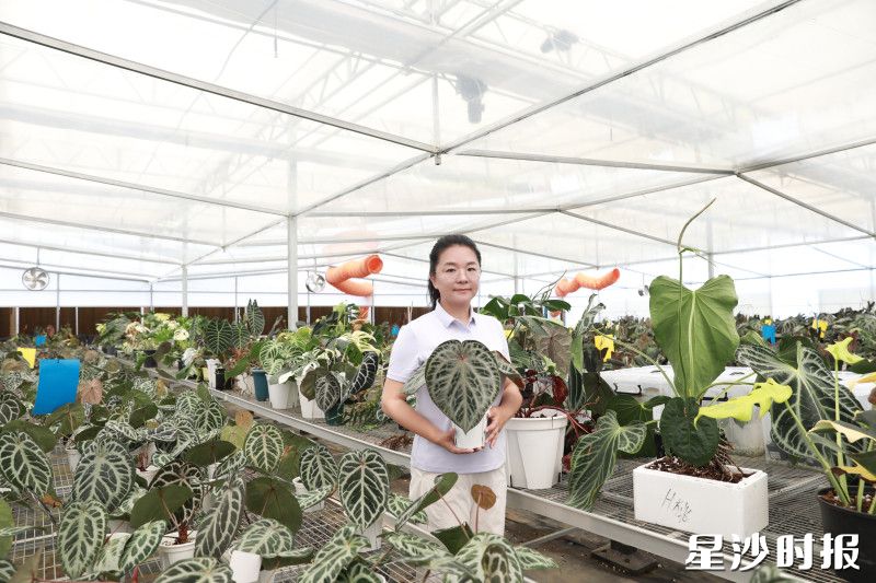 滕晖手捧植物,向记者描绘她心中的产业振兴图景。 滕晖手捧植物,向记者描绘她心中的产业振兴图景。