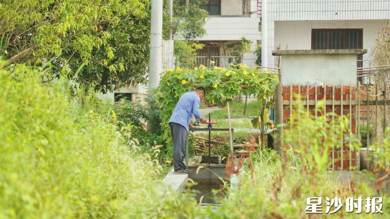 杨权挥锄挖开沟渠口的泥土，水流顺势哗哗地往外淌。