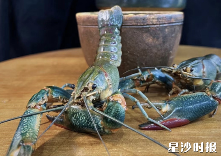 蓝龙的个头超过普通小龙虾。 蓝龙的个头超过普通小龙虾。