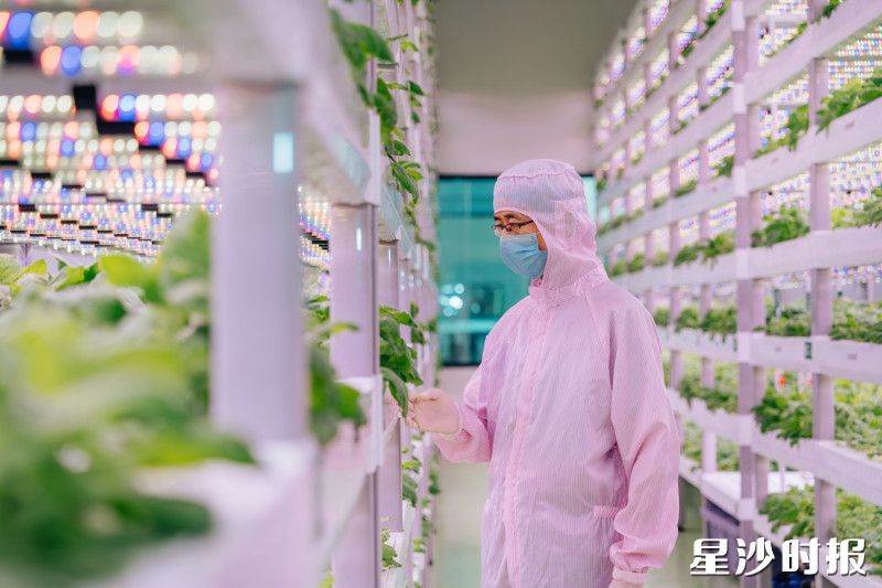 诺合新生物创始人、总经理兼技术负责人潘炜松站在植物工厂检查植株。