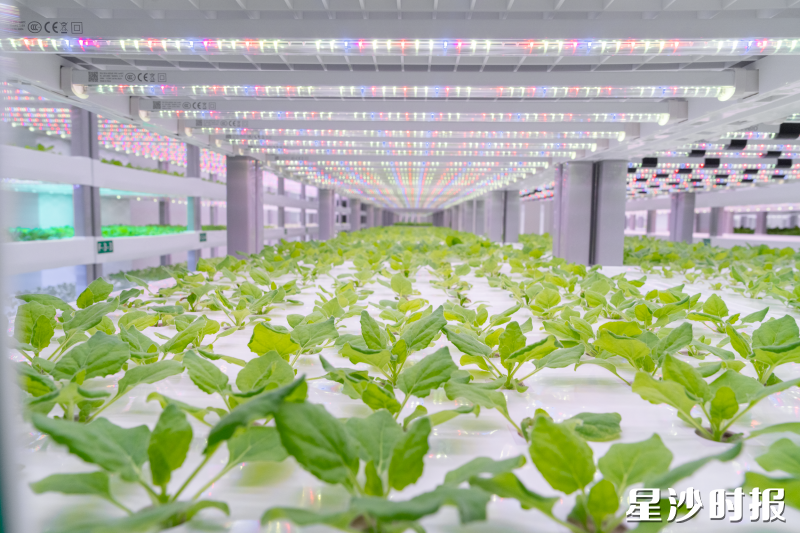 在诺合新生物植物工厂，普通的植物叶片被赋予科创使命。