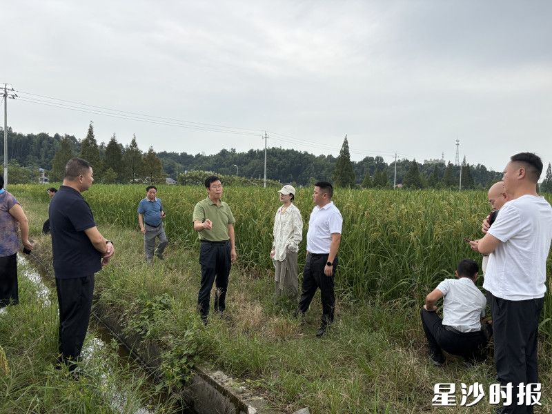 夏新界教授科研团队深入湘丰村田垄，实地考察巨型稻长势。均为通讯员供图