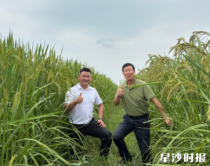 湘丰村党总支书记夏泽江（左）和夏新界教授（右）在巨型稻田中查看水稻长势。
