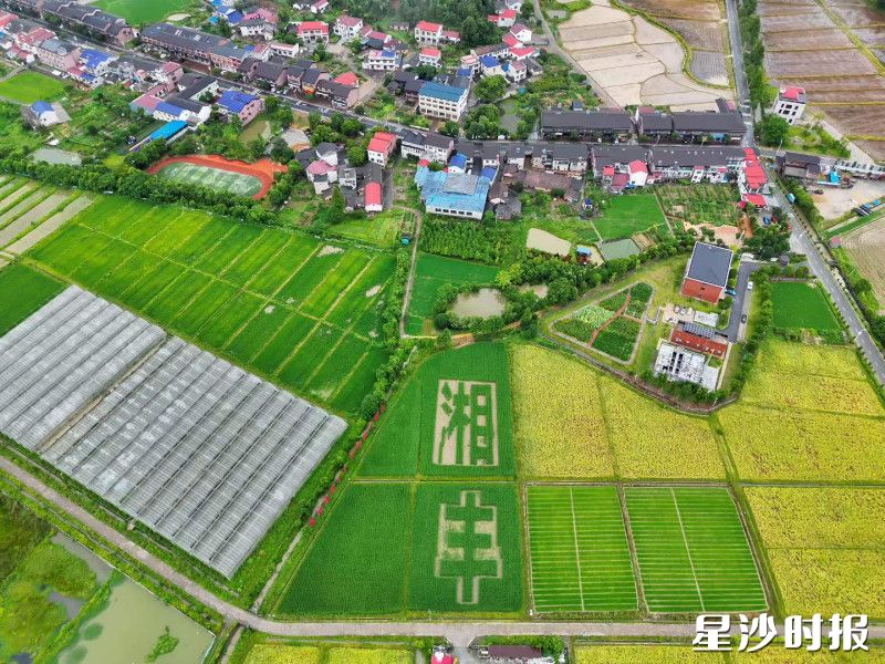 湘丰村将巨型稻基地打造成湘丰村的独特IP。