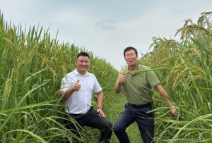 聚力“三个年” 实干启新程丨“巨型稻+生态种养”解锁共富新“稻”路