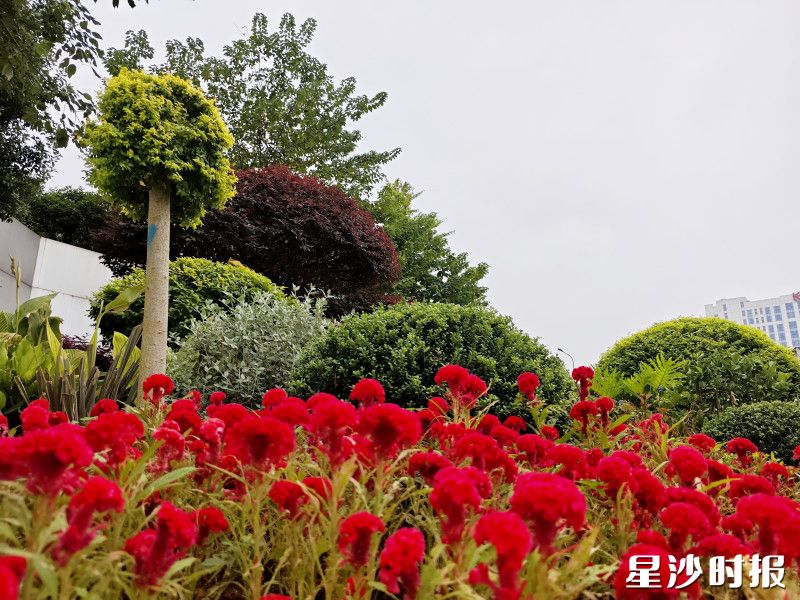 星沙大道与三一路交会处东北角,花卉点缀街角,节日氛围添彩。 星沙大道与三一路交会处东北角,花卉点缀街角,节日氛围添彩。