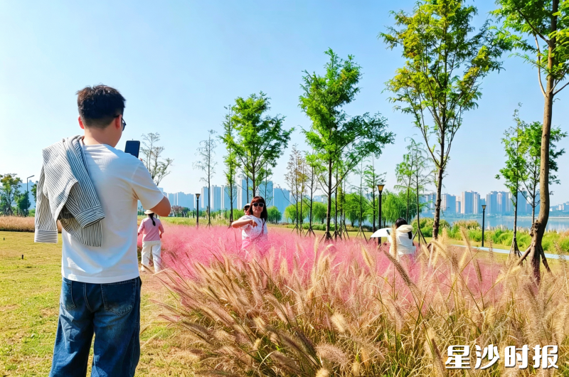 秋日晴日里，市民在松雅湖粉黛乱子草观赏区驻足取景，大家在步道边拍摄粉色草海，沉浸式感受湖畔秋日浪漫。