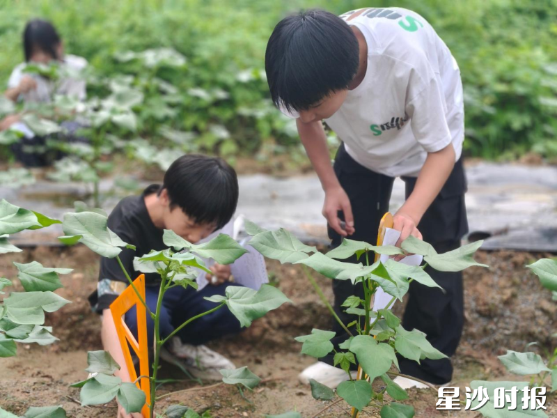 学生在“暖暖棉田”观测记录，测量棉株、认真记录生长数据。学校供图