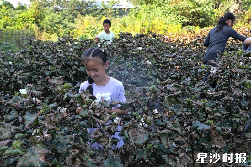 学生走进“暖暖棉田”采摘棉花，在田垄间感受农耕辛劳，体会耕耘收获的乐趣。文雅丽 摄