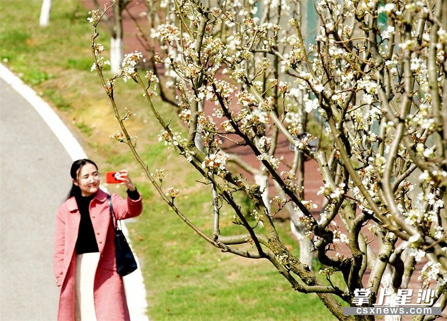 三珍虎园内的梨花含苞待放，随手一拍就是一张美图。均为 盛磊 摄