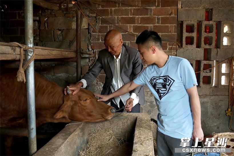 易游娱乐城- YY易游体育官方网站- 易游体育APP广西养牛 你能帮我投资养牛吗四川眉山富农肉牛厂