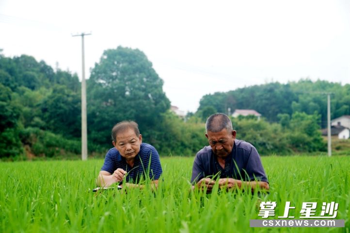 图为县政协委员童泽霞（左）和助手在金井镇一处试验田观察水稻株形。盛磊 摄