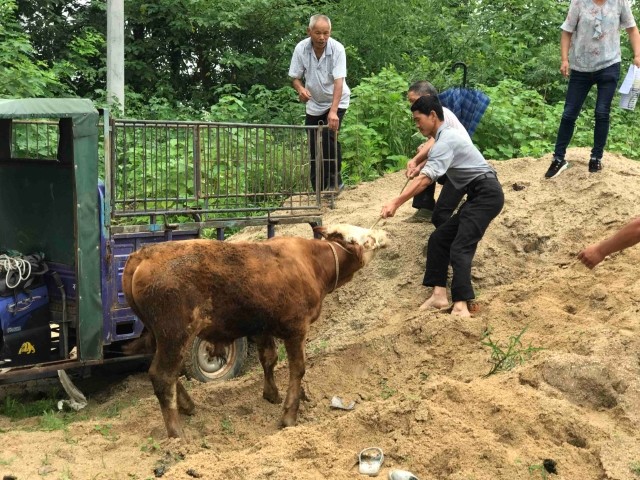 村民将牛拉上自己的车.
