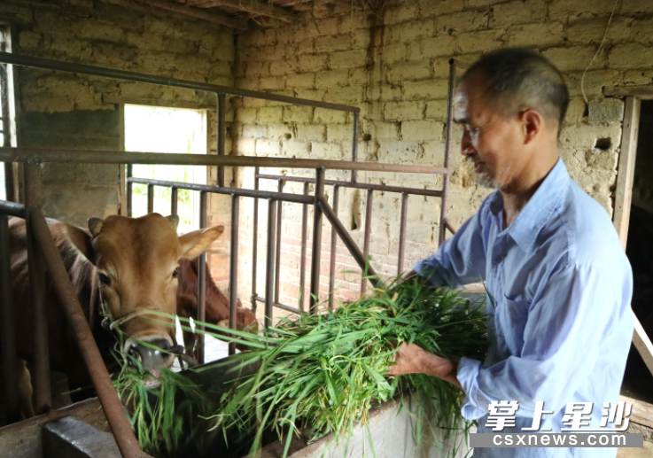 如今，董国祥不仅自家牛养得好，还能为附近的贫困户传授养牛经验，成为了群众皆知的“牛专家”。 